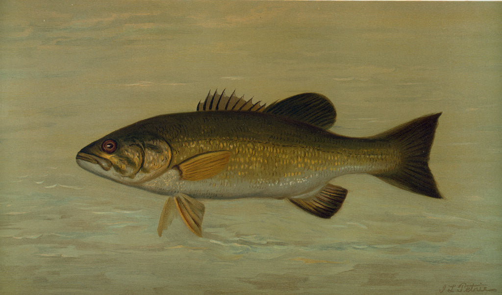 Detail of The Small-Mouthed Black Bass, Micropterus dolomieu by J. L. Petrie