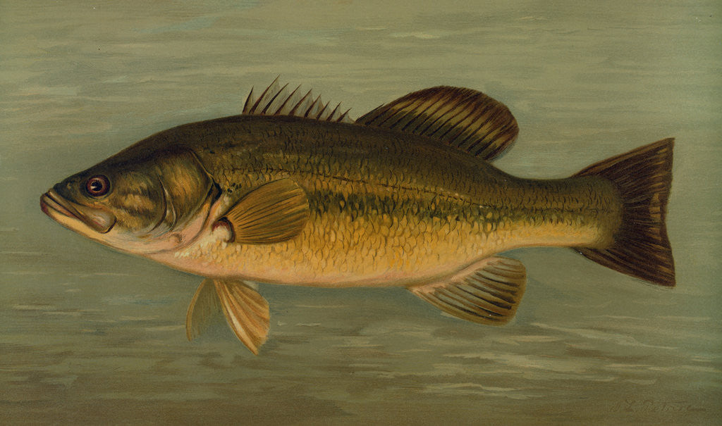 Detail of The Large-Mouthed Black Bass, Micropterus salmoides by J. L. Petrie