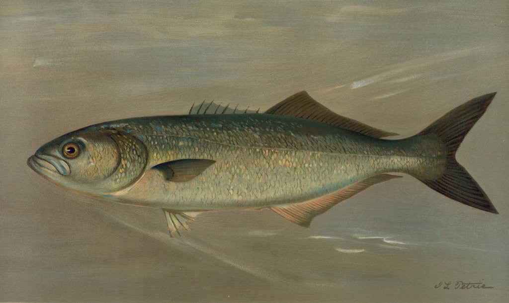 Detail of The Bluefish, Pomatomus saltatrix by J. L. Petrie