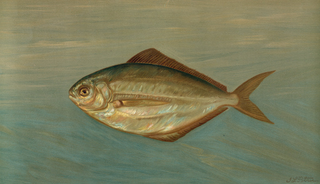Detail of The Dollar or Butter Fish, Rhombus triacanthus by J. L. Petrie