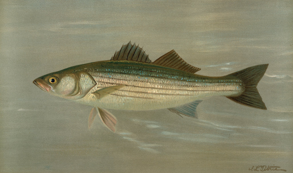Detail of The Striped Bass, Roccus lineatus by J. L. Petrie