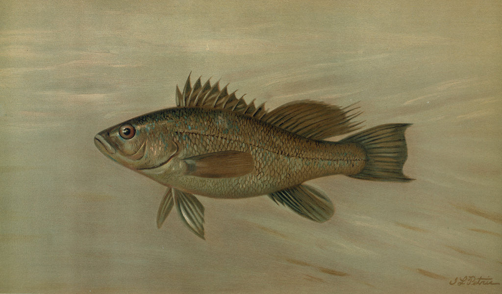Detail of The Sea Bass, Centropristes striatus by J. L. Petrie