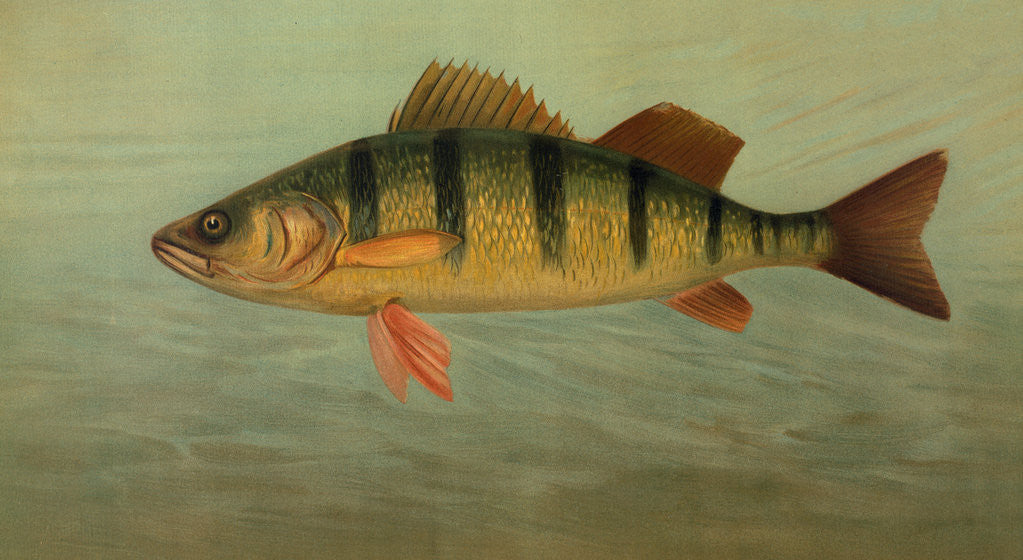 Detail of The Spot, or Lafayette, Leiostomus xanthurus by J. L. Petrie