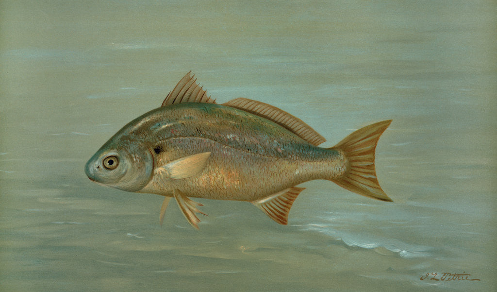 Detail of The Kingfish, Whiting, or Barb, Mentichirrhus nebulosus by J. L. Petrie