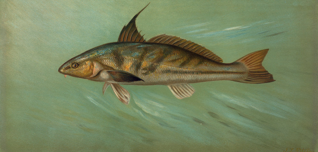 Detail of The Weakfish or Squeteague, Cynoscion regale by J. L. Petrie