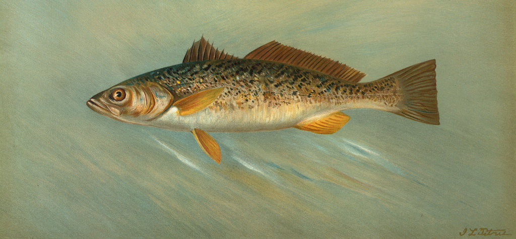 Detail of The Spanish Mackerel, Scomberomorus maculatus by J. L. Petrie