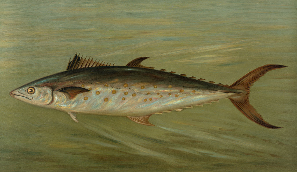 Detail of The Porgee or Scup, Stenotomus chrysops by J. L. Petrie