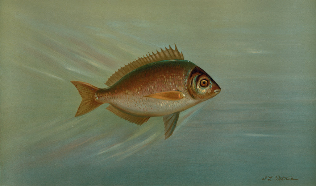 Detail of The Blackfish or Tautog, Tautoga onitis by J. L. Petrie