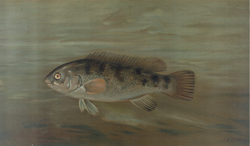 Detail of The California Redfish or Fat-head, Pimelometopon pulcher by J. L. Petrie