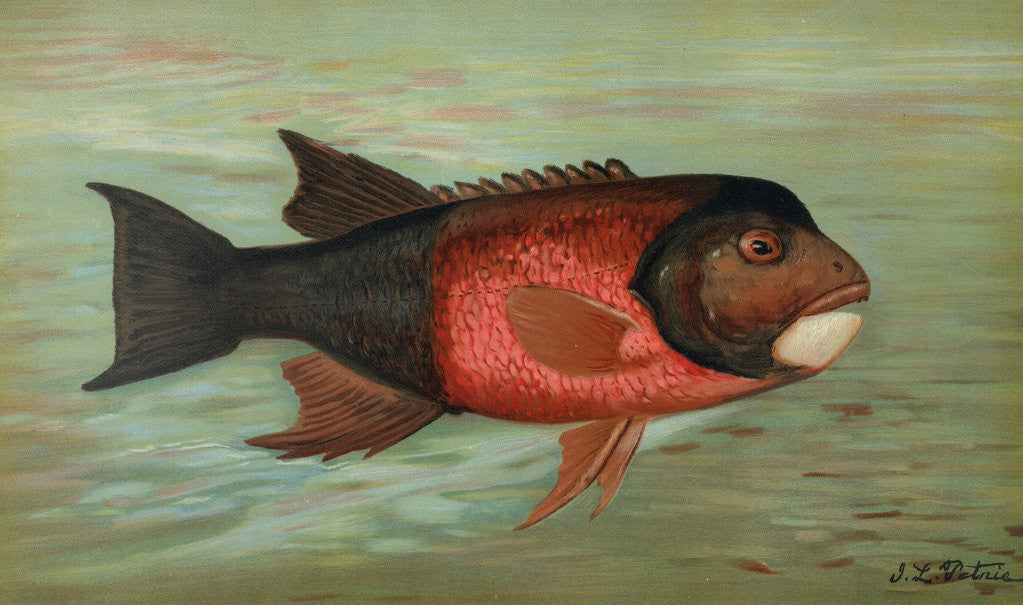 Detail of The Sacramento Pike, Squaw's-fish or Yellow belly, Ptychocheilus oregonensis by J. L. Petrie