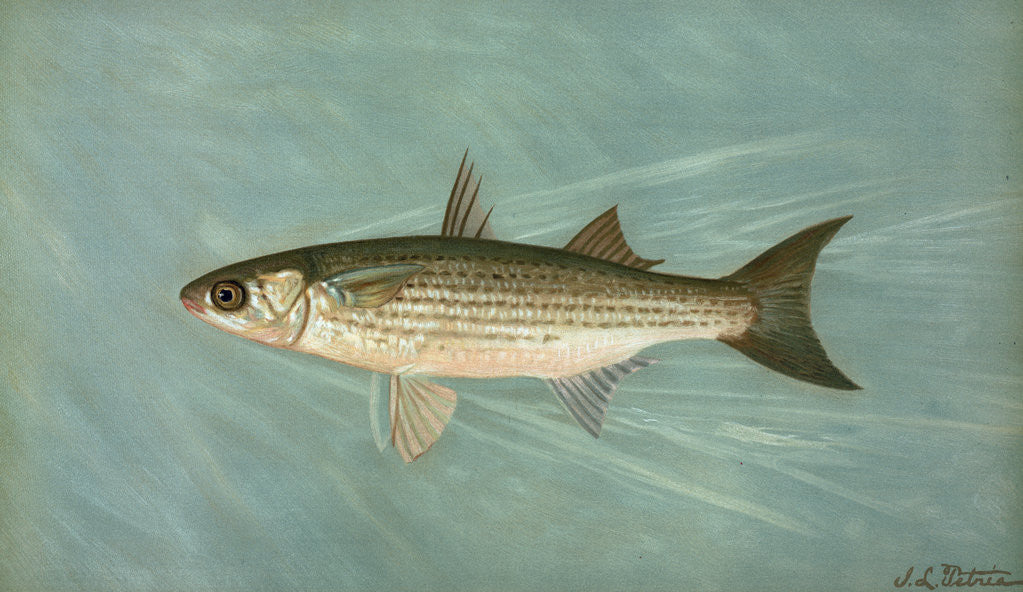 Detail of The Unspotted Mascalonge of Wisconsin, Lucius masquinongy by J. L. Petrie