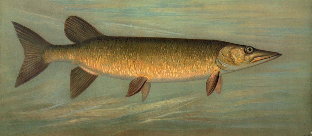 Detail of The Rock Bass, Ambloplites rupestris by J. L. Petrie