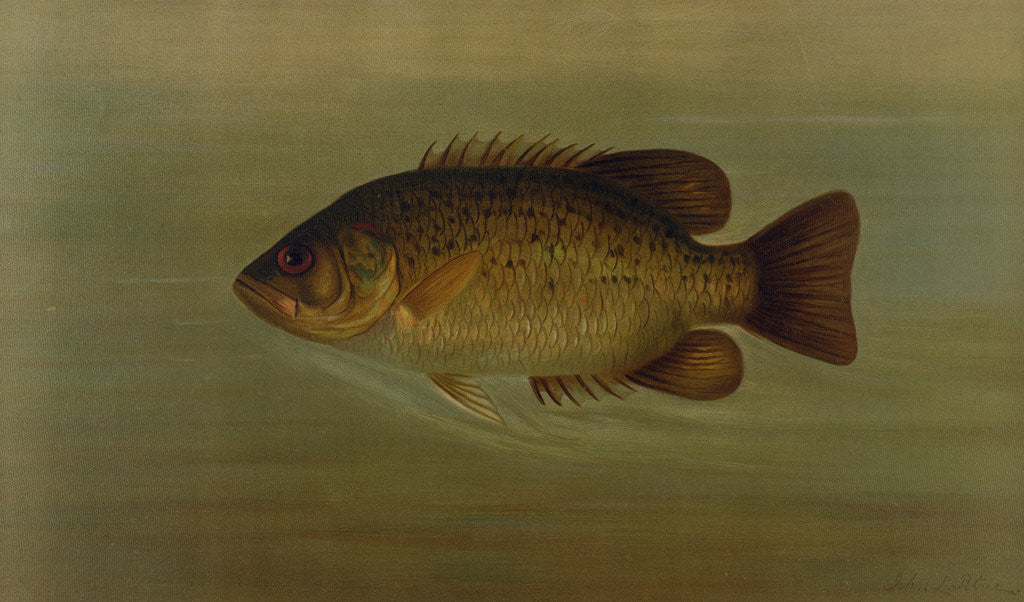 Detail of The Common Sunfish, Eupomotis gibbosus by J. L. Petrie