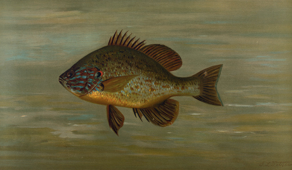 Detail of The White or Silver Bass, Roccus chrysops by J. L. Petrie