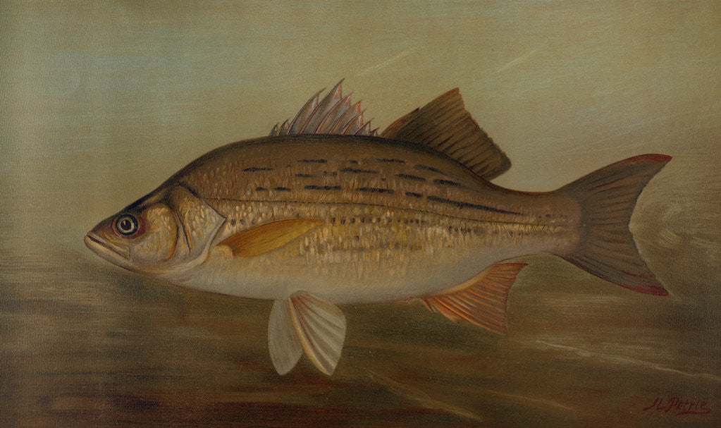 Detail of The Pike, Lucius lucius by J. L. Petrie