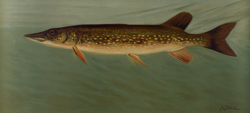 Detail of The Eastern Pond Pickerel by J. L. Petrie