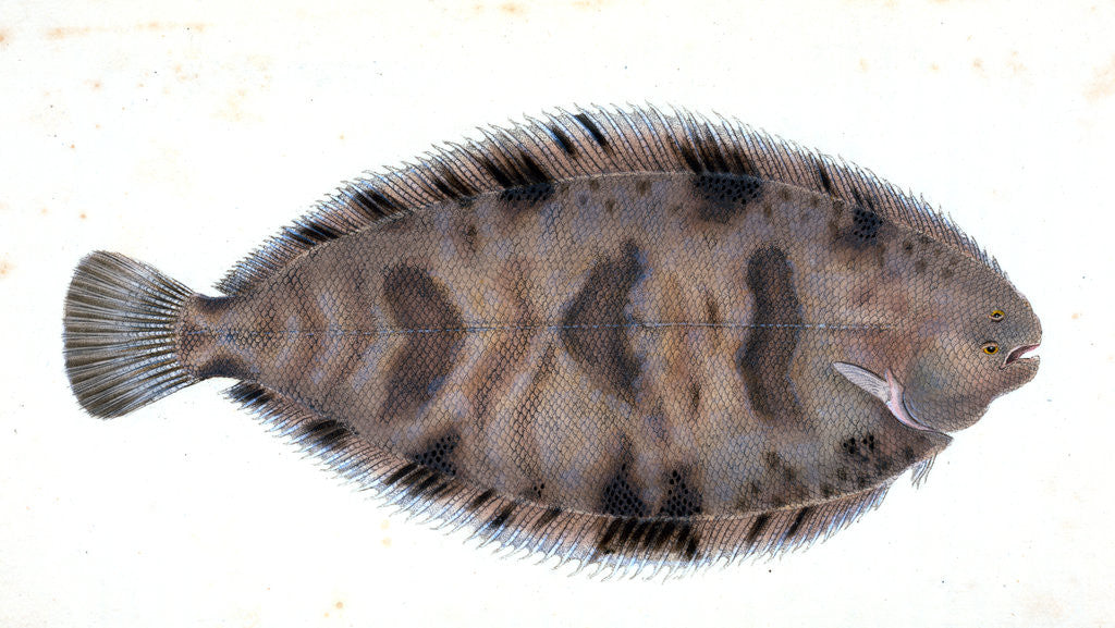 Detail of Variegated Sole, Pleuronectes variegatus by E. Donovan