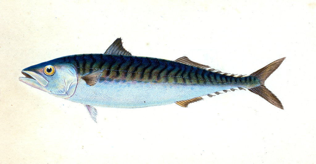 Detail of Mackarel, Scomber Scomber by E. Donovan