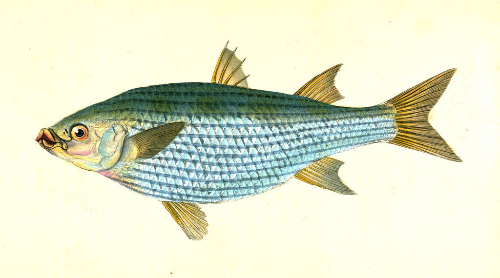 Detail of Mullet, Mugil Cephalus by E. Donovan
