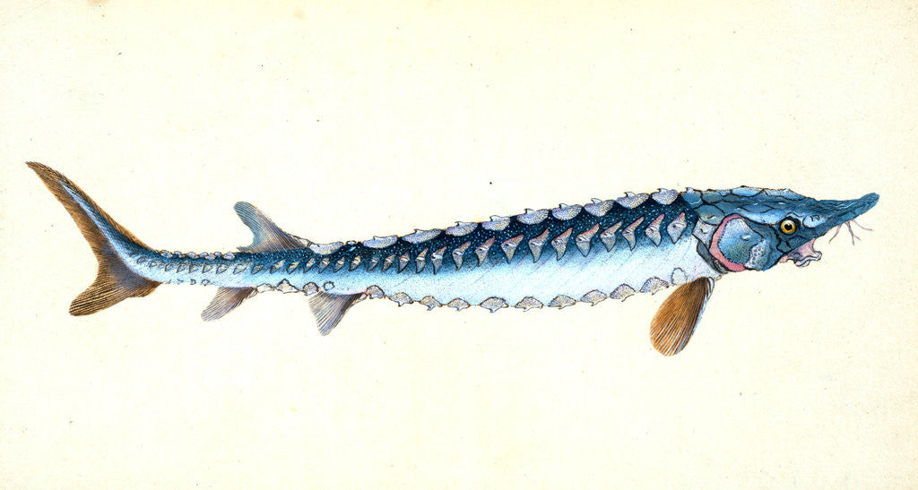 Detail of Roach, Cyprinus ritulus by E. Donovan