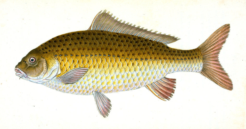 Detail of Carp, Cyprinus Carpio by E. Donovan