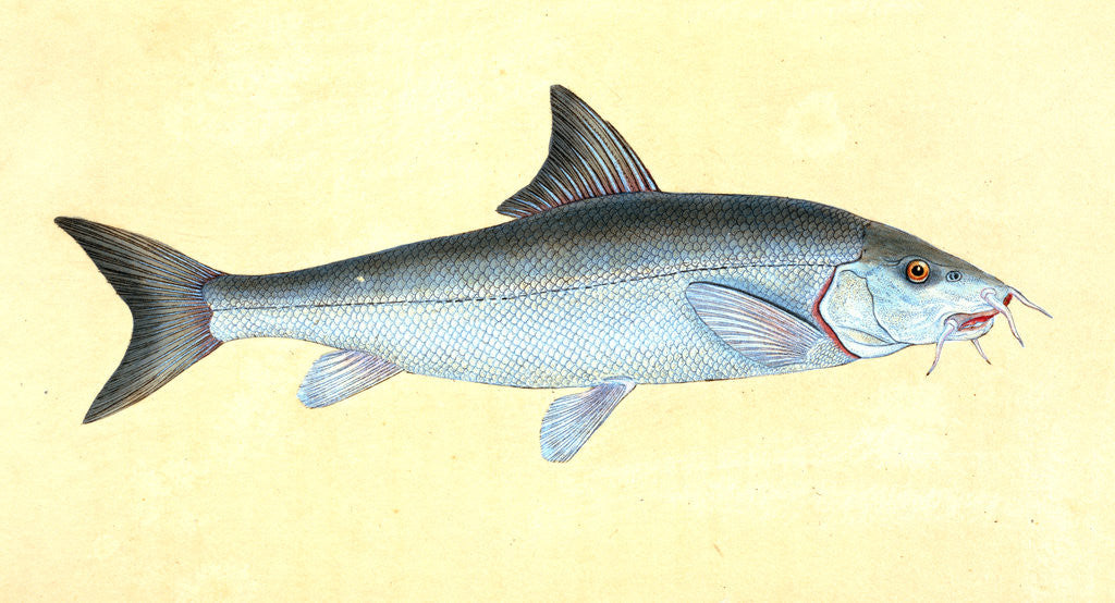 Detail of Cyprinus Barbus, Barbel by E. Donovan