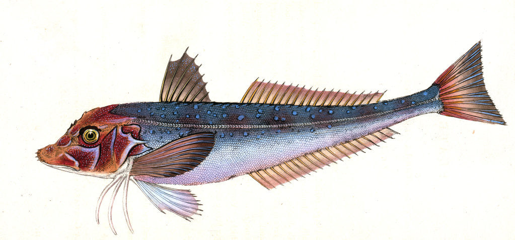 Detail of Grey Gurnard, Trigla Gurnardus by E. Donovan