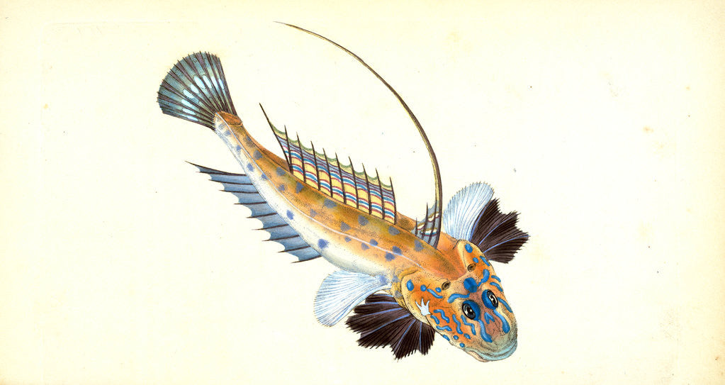 Detail of Dragonet, gemmous, Gallioyumus Lyra by E. Donovan