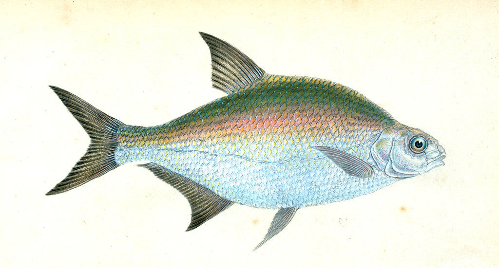 Detail of Bream, Cyprinus Brama by E. Donovan