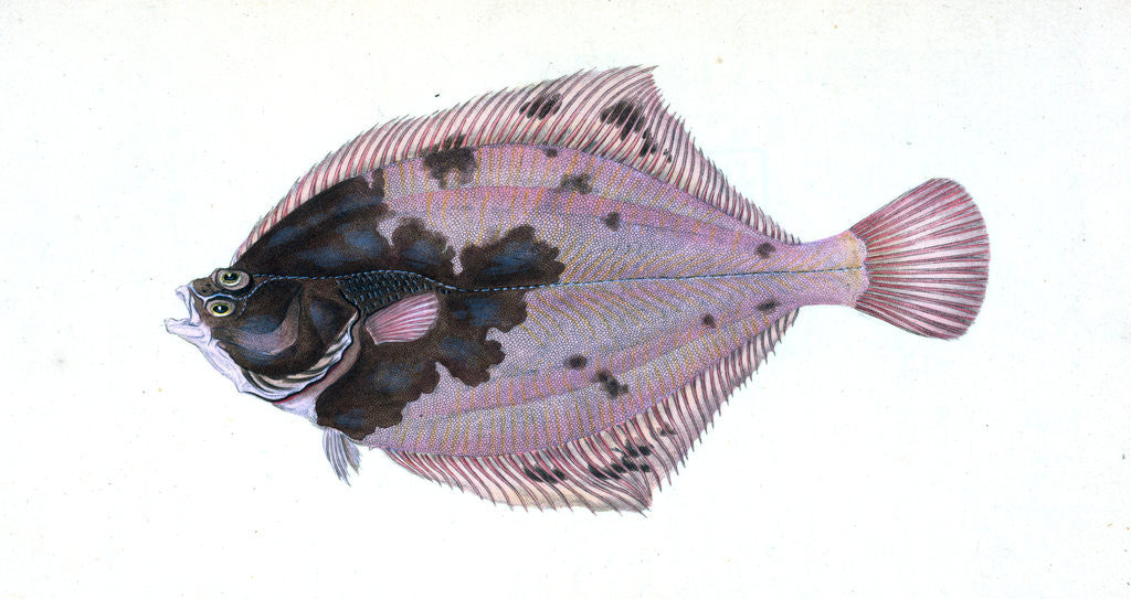Detail of Flounder, Pleuronectes flessus by E. Donovan