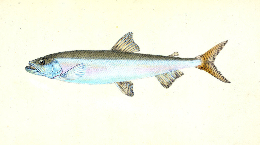 Detail of Anchovy, Clupea encrasicolus by E. Donovan