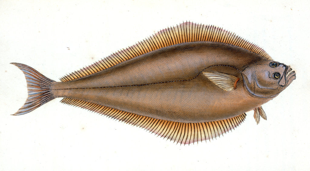 Detail of Holibut, Pleuronectes Hippoglossus by E. Donovan