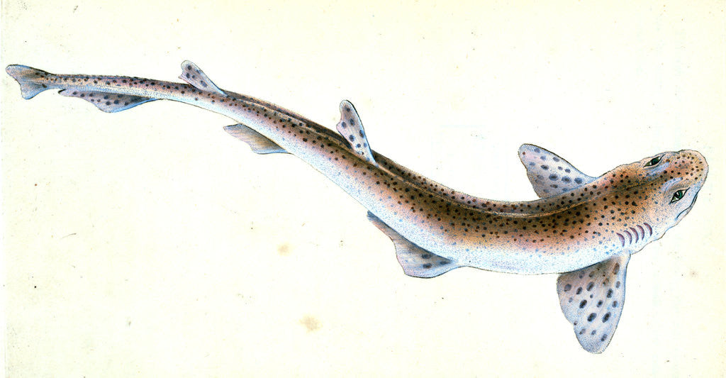 Detail of Shad, Clupea alosa by E. Donovan