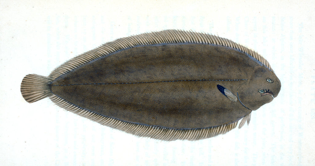 Detail of Common Gar-fish, Esox belone by E. Donovan