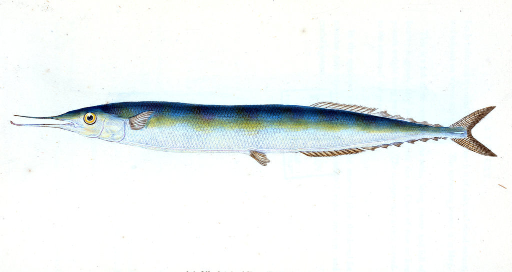 Detail of Saury, or Skipper Pike, Esox saurus by E. Donovan