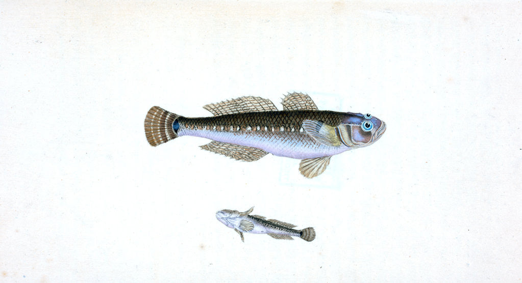 Detail of Black Goby, Gobius niger by E. Donovan