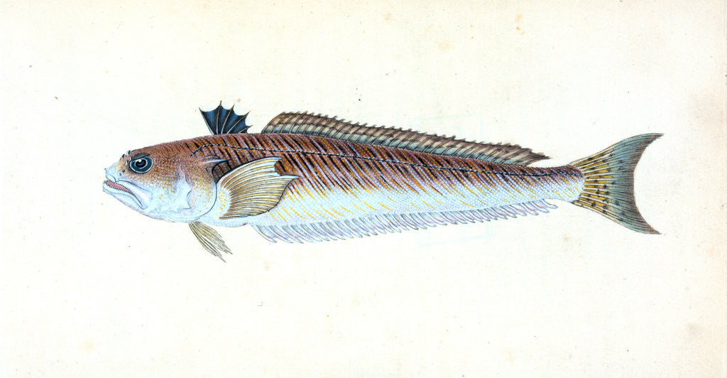 Detail of Greater Weever, or Sting-bull, Trachius Major by E. Donovan