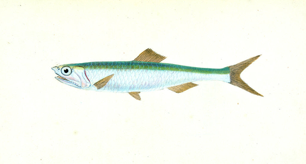 Detail of Common Perch, Perca fluviatilis by E. Donovan