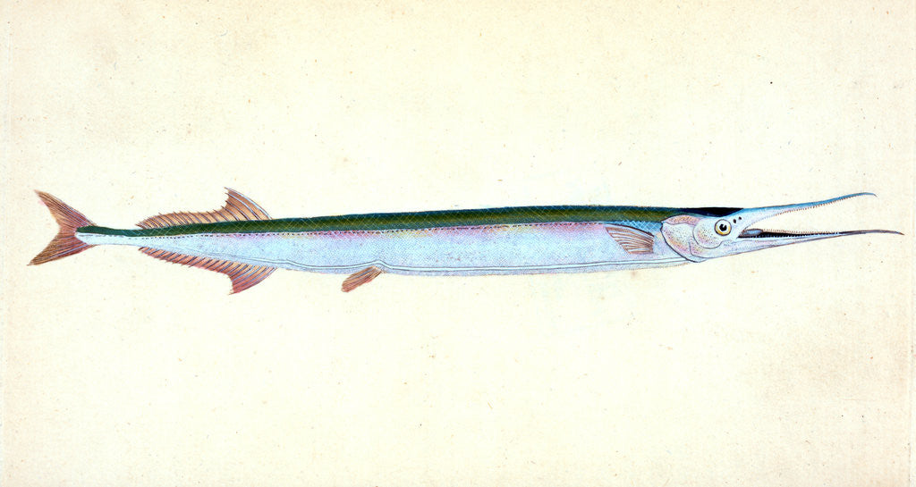 Detail of Stellated Globe Diodon, Tetrodon stellatus by E. Donovan