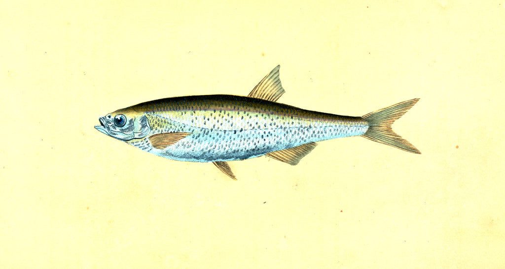 Detail of Bleak, Cyprinus Alburnus by E. Donovan