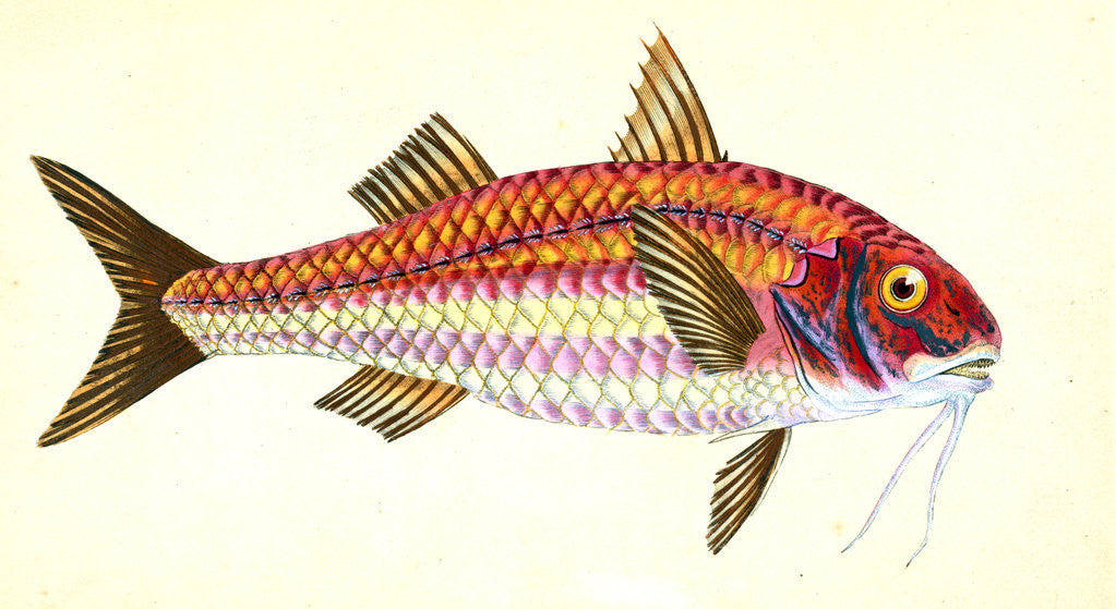 Detail of Surmulet, Mullus Surmuletus by E. Donovan