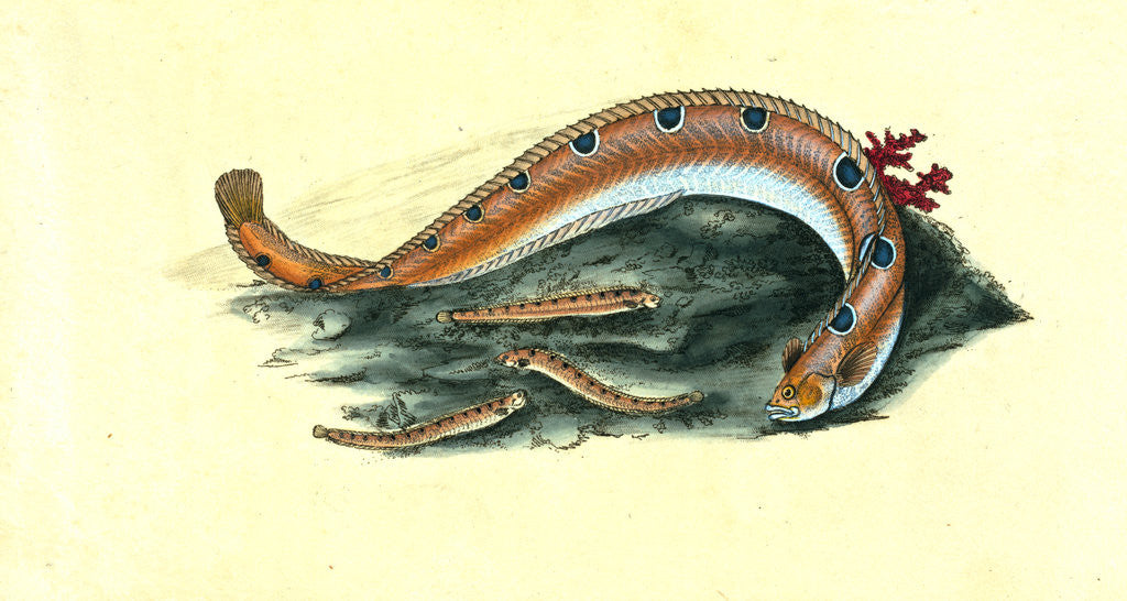 Detail of Spotted Blenny, or Butter-fish, Blennius gunnellus by E. Donovan
