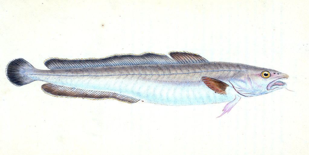 Detail of Ling, Gadus Molva by E. Donovan