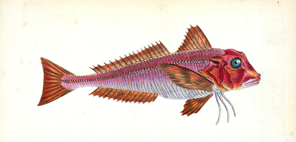 Detail of Gurnard, streaked, Tirgla Lineatus by E. Donovan