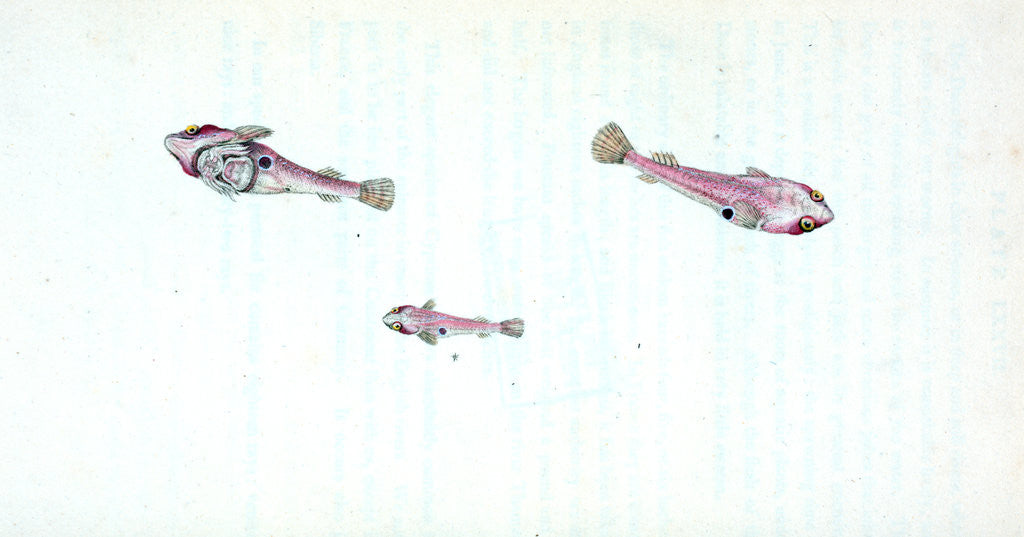 Detail of Sucker, bimaculated, Cyclopterus bimaculatus by E. Donovan