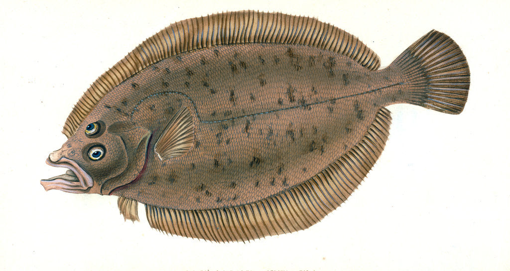 Detail of Electric Ray, Raja Torpedo by E. Donovan