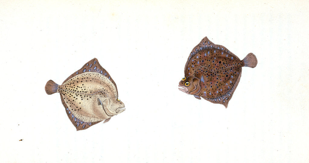 Detail of Cyclops Flounder, Pleuronectes Cyclops, 1806 by E. Donovan