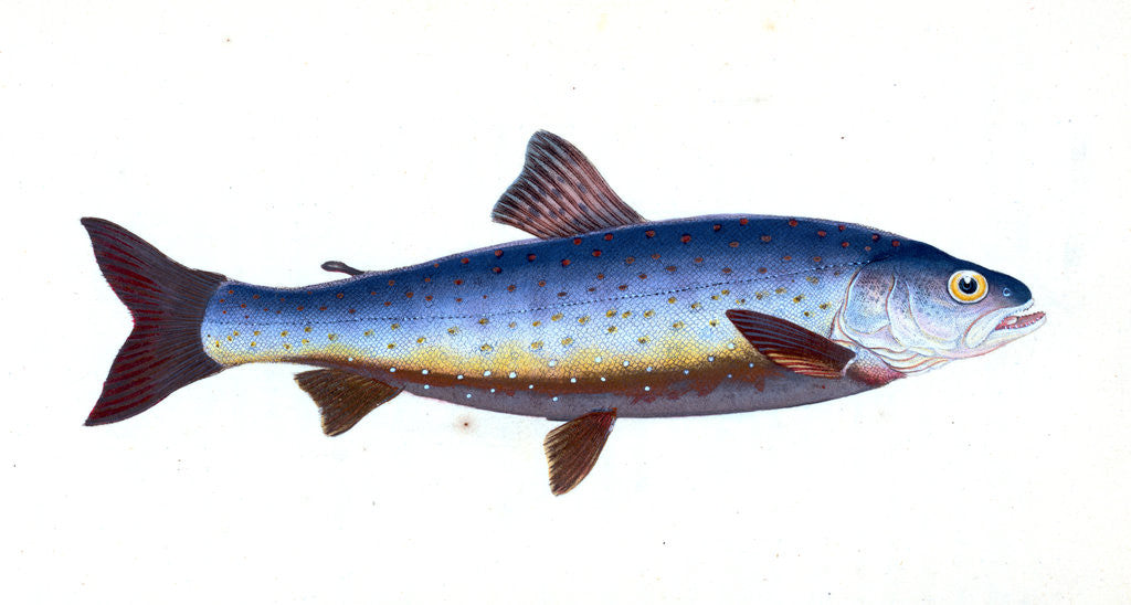Detail of Salvelian Charr, Salmo Salvelinus by E. Donovan