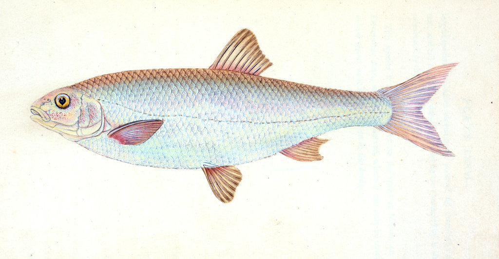 Detail of Dace, Cyprinus leuciscus by E. Donovan