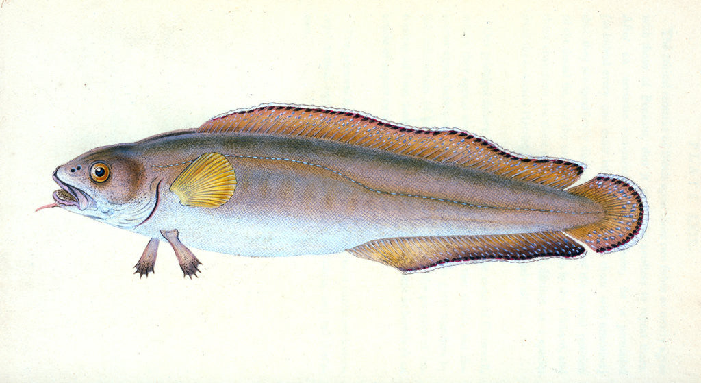 Detail of Goldfinny, Labrus Cornubiensis by E. Donovan